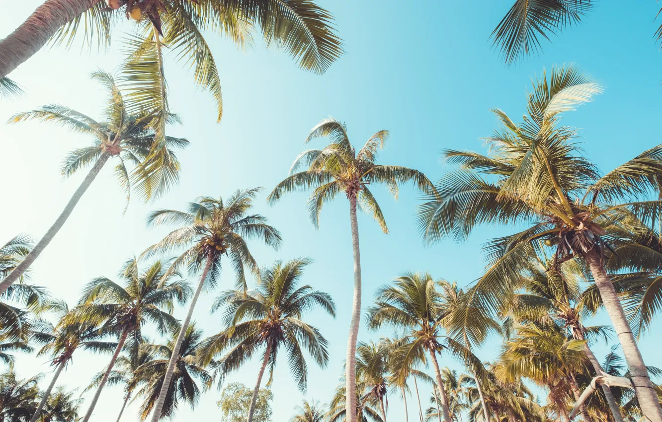 Photo wallpaper beach, summer, the sky, palm trees, summer, beach, beautiful, paradise