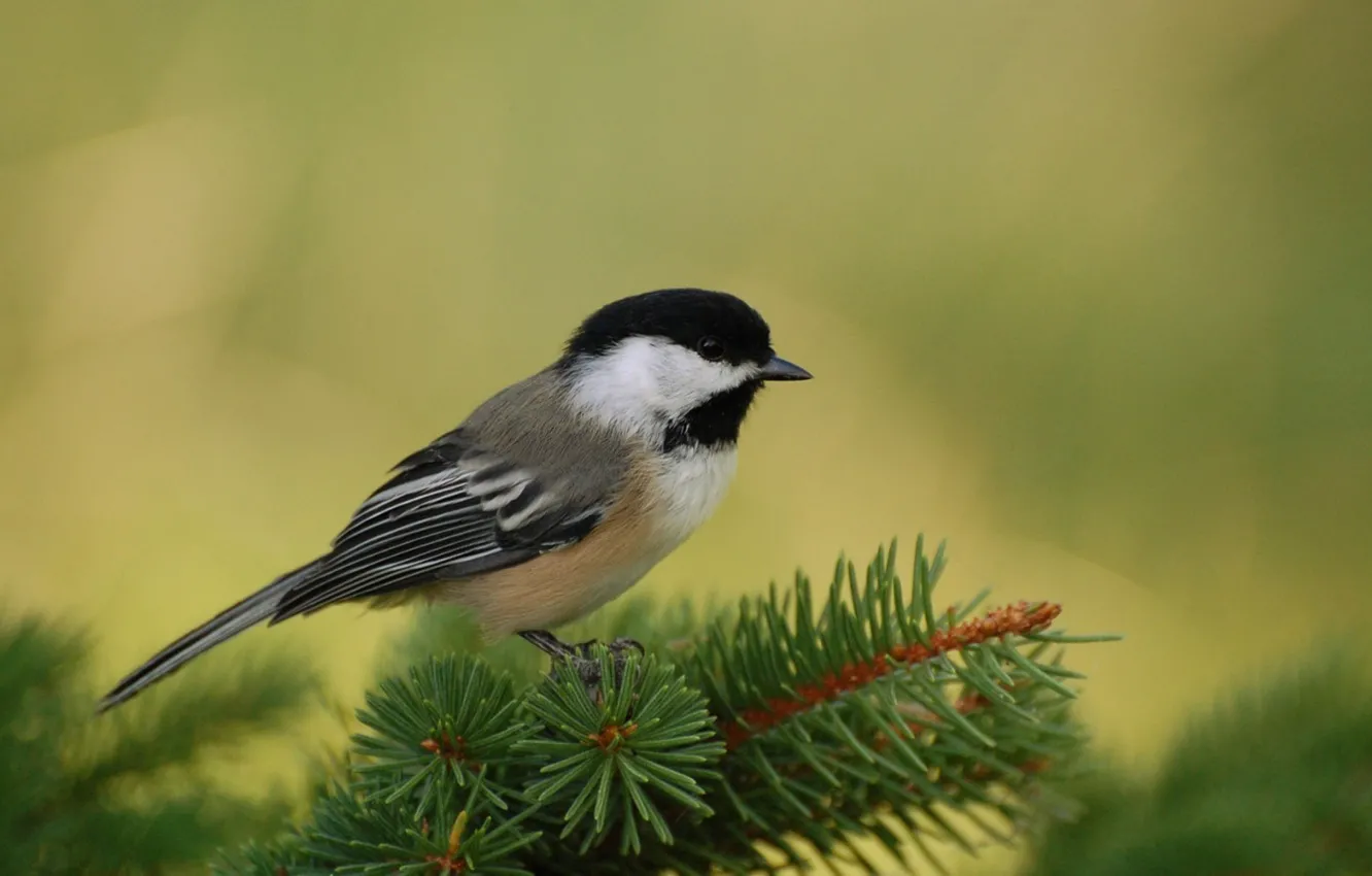 Photo wallpaper wallpaper, animals, birds, perch, chickadee, Birds Animals, Perch Wallpaper, Wallpaper Birds