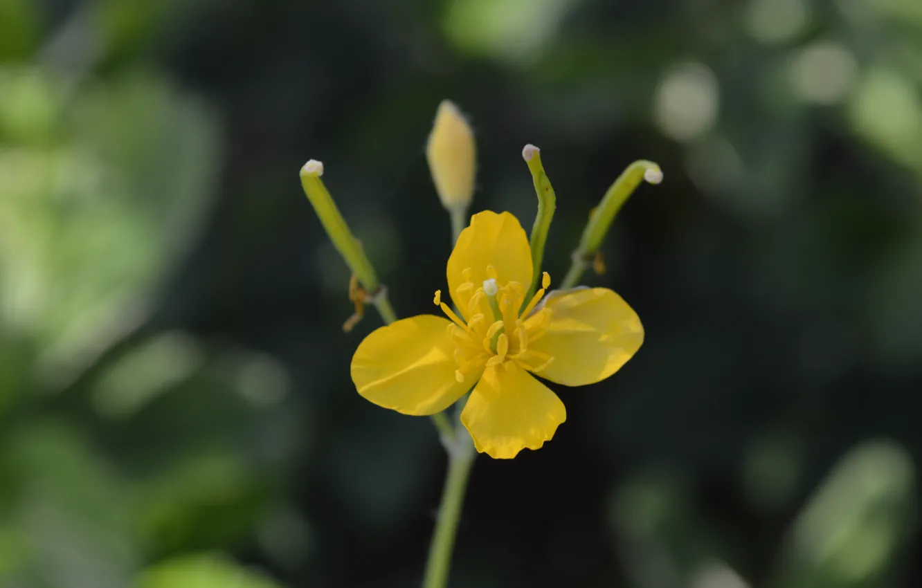 Photo wallpaper flower, summer, yellow