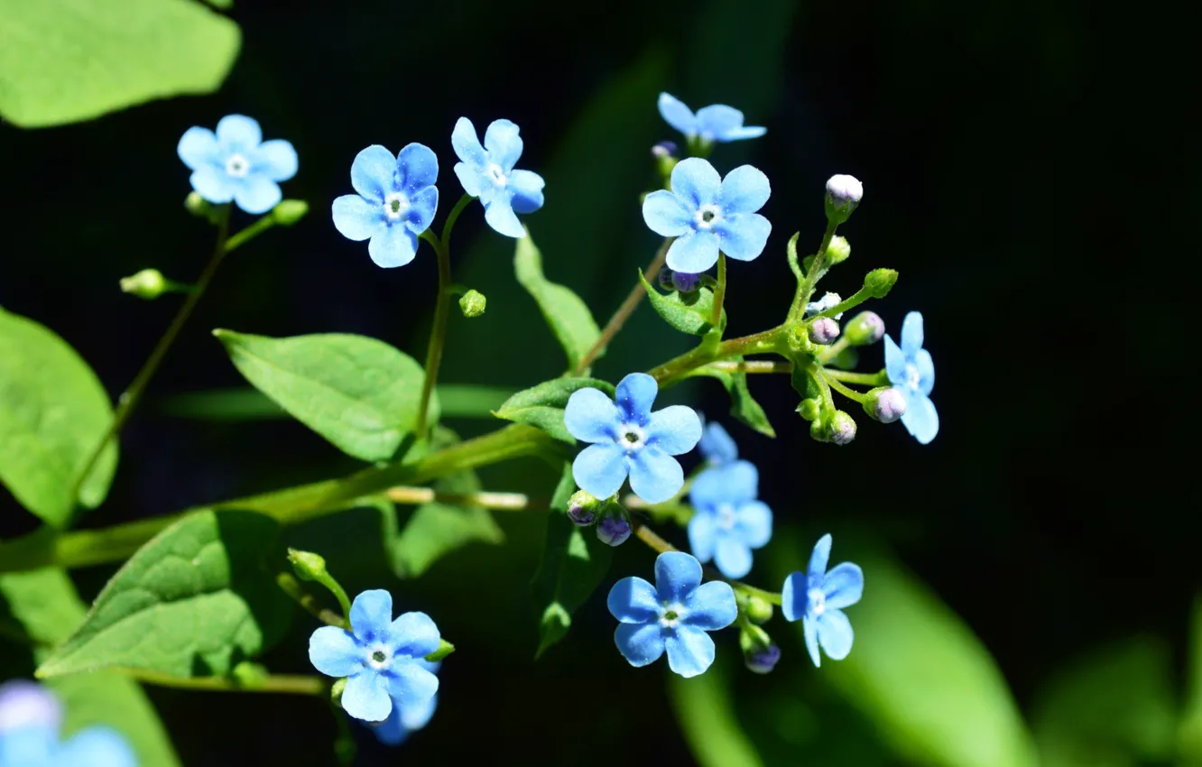 Photo wallpaper flowers, blue, blue flowers