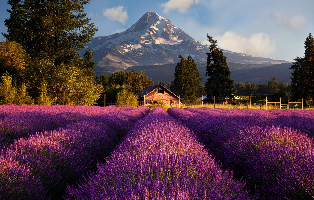Photo wallpaper field, the sun, flowers, mountains, nature, house, lavender, Doug Shearer