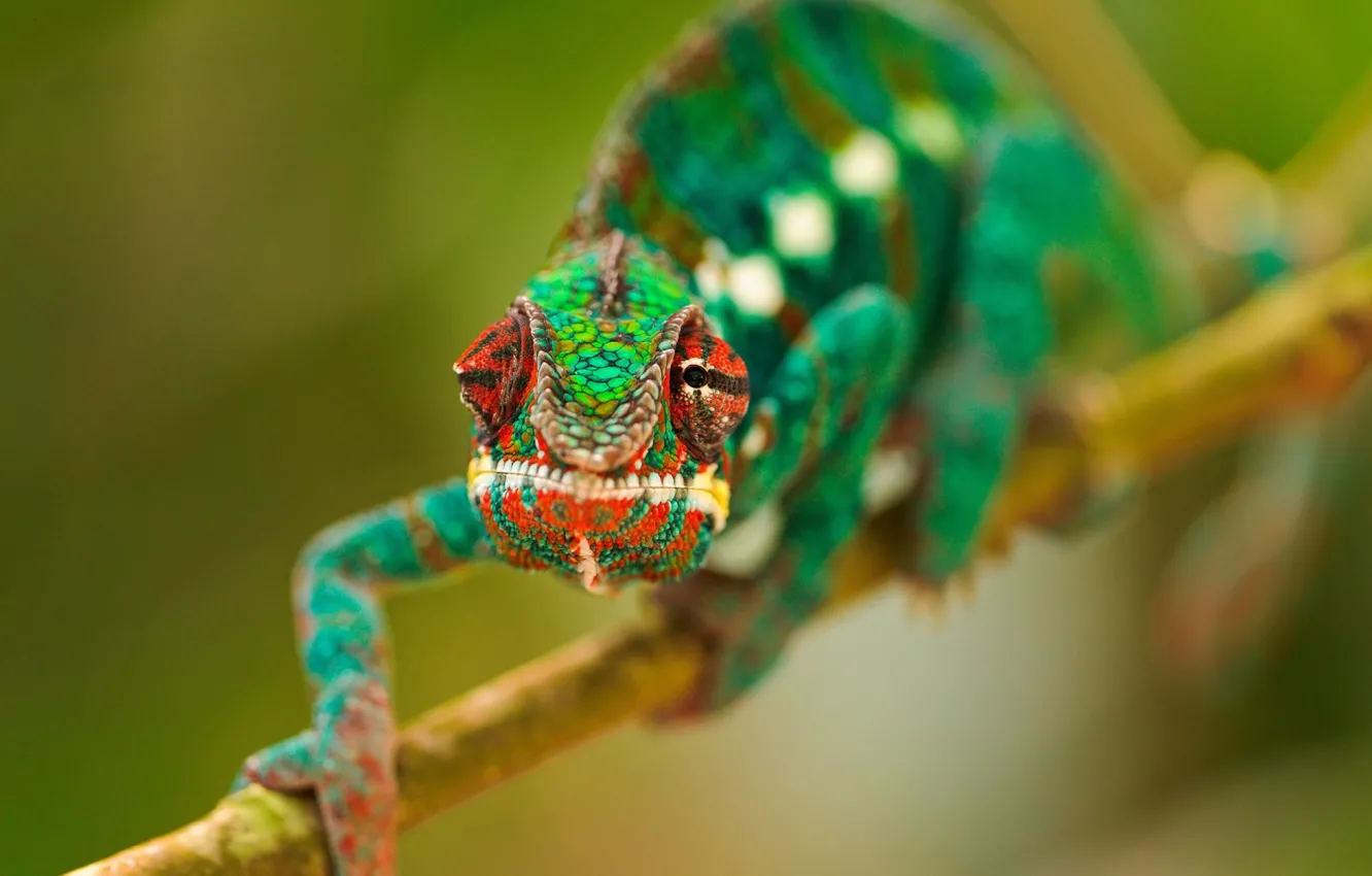 Photo wallpaper eyes, green, chameleon, branch