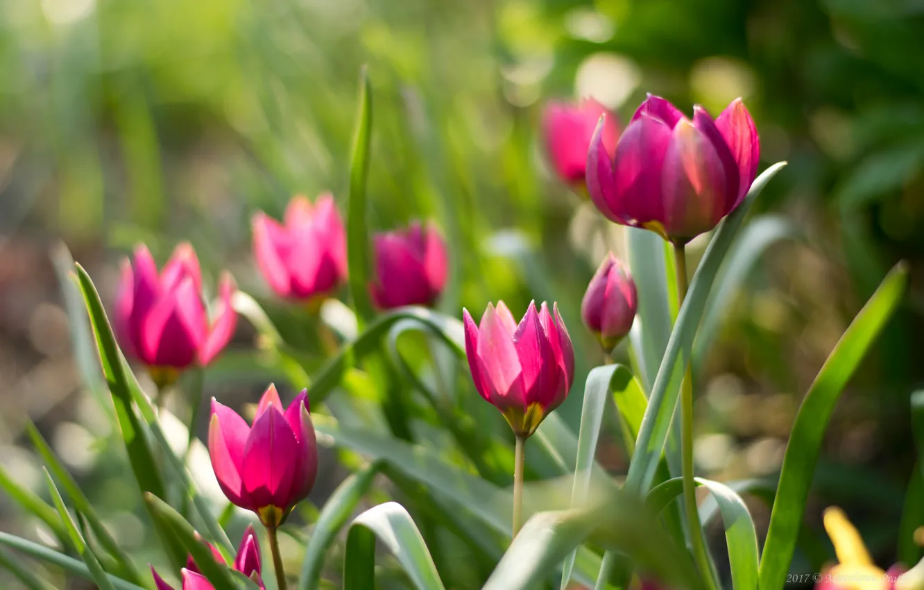 Photo wallpaper spring, tulips, pink, flowerbed