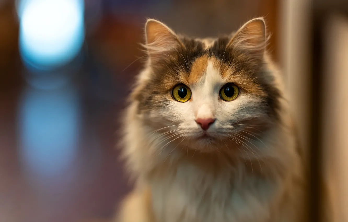 Photo wallpaper cat, cat, look, pose, face
