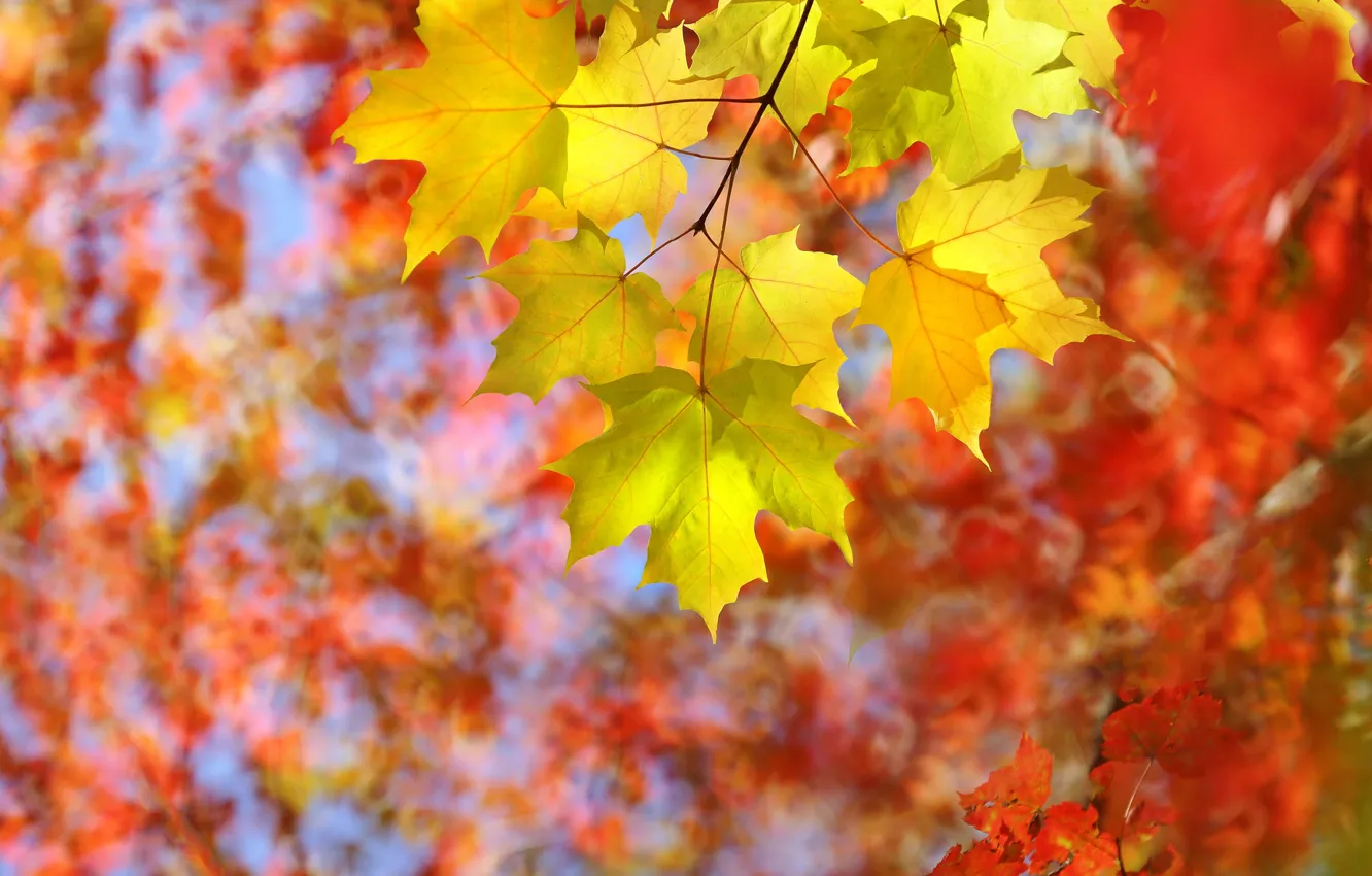 Photo wallpaper nature, autumn, leaves