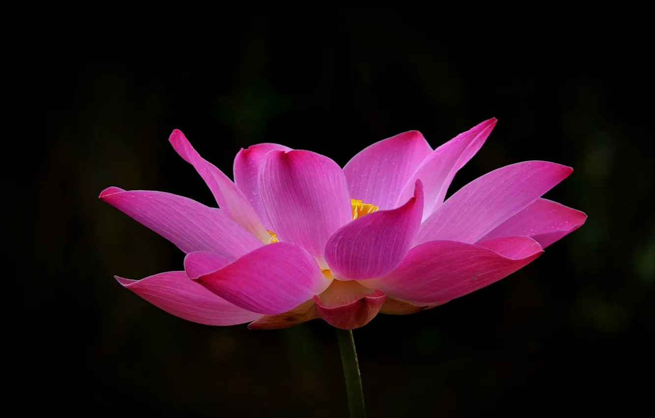 Photo wallpaper the dark background, petals, Lotus, pink
