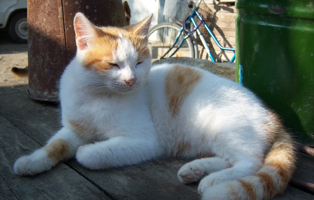 Photo wallpaper cat, Ginger, dreamer, Meduzanol ©