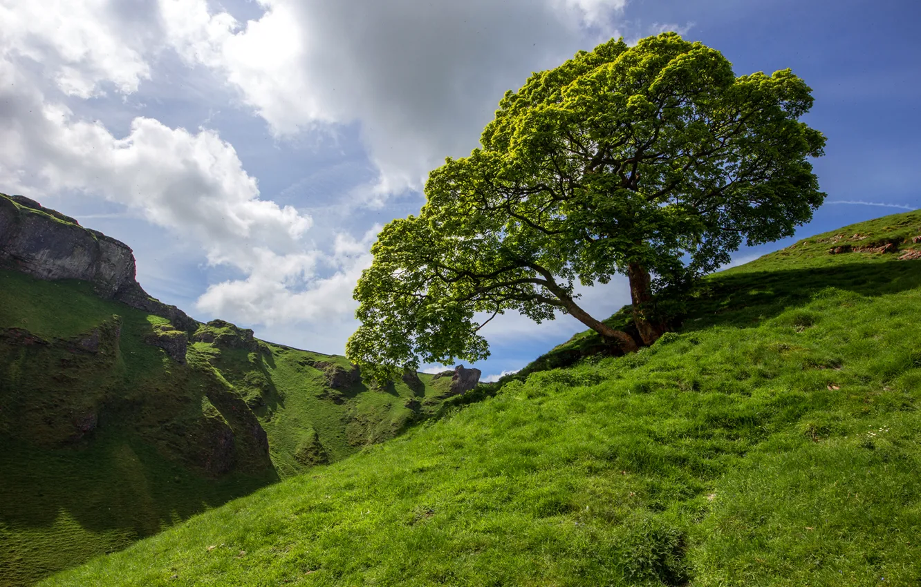 Photo wallpaper the sky, grass, clouds, trees, mountains, slope