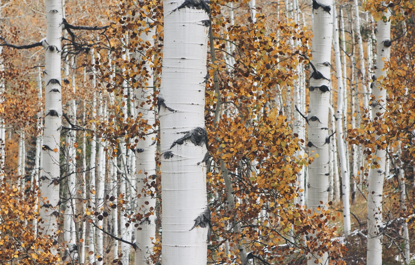 Photo wallpaper autumn, leaves, trees, aspen