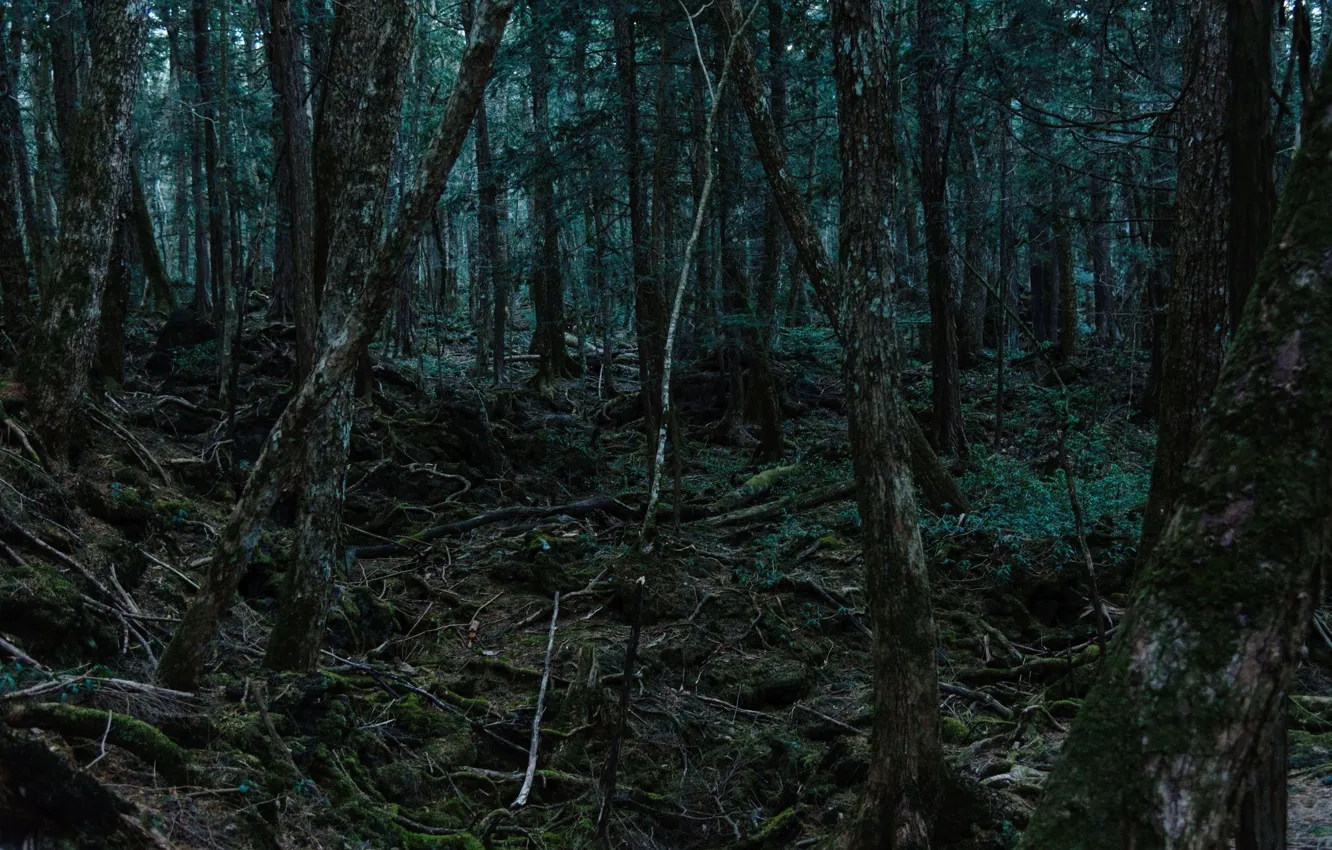 Photo wallpaper trees, nature, roots, moss, Japan, Japan, Aokigahara Forest, Aokigahara Forest