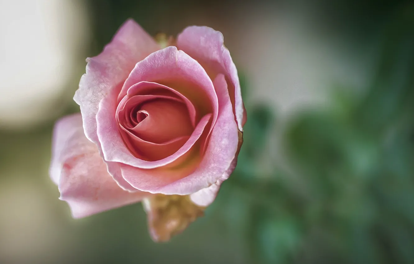 Photo wallpaper rose, petals, Bud