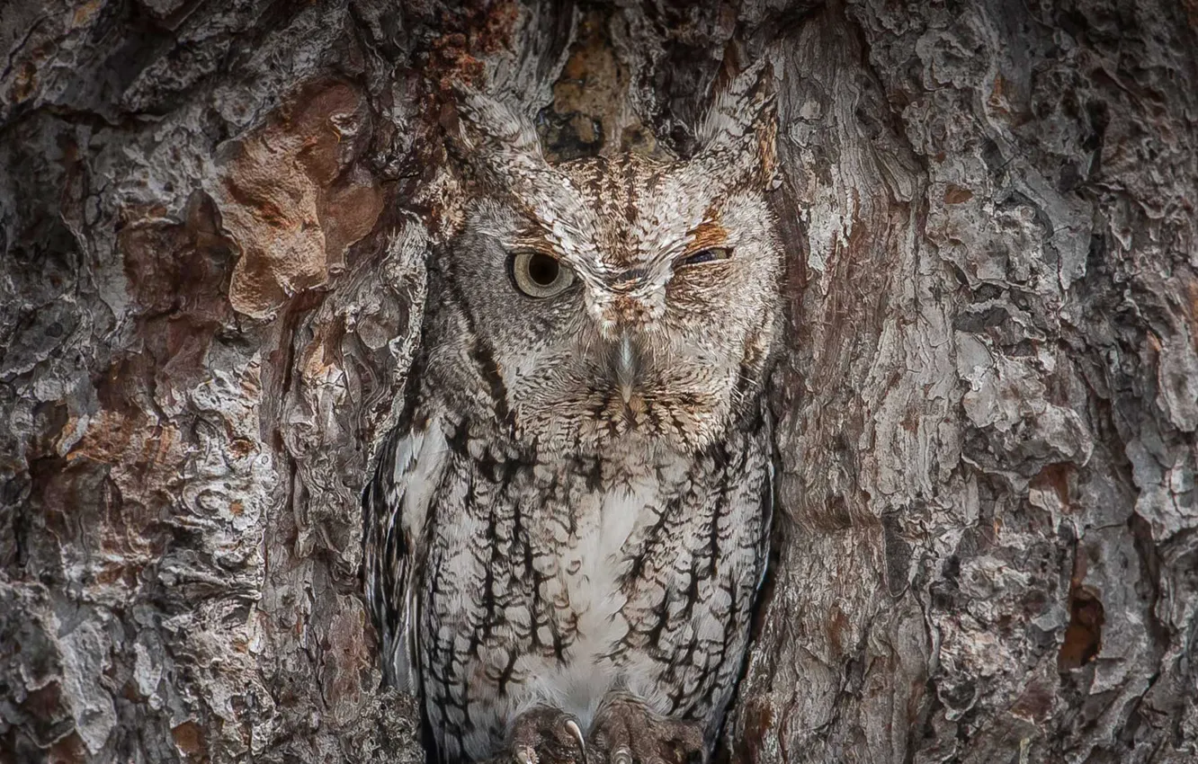 Photo wallpaper trees, bird, beak, USA, the hollow, GA, North American scoop
