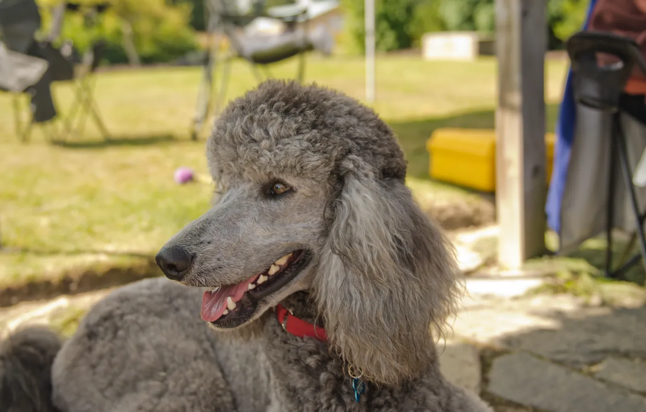 Photo wallpaper each, dog, lies, poodle