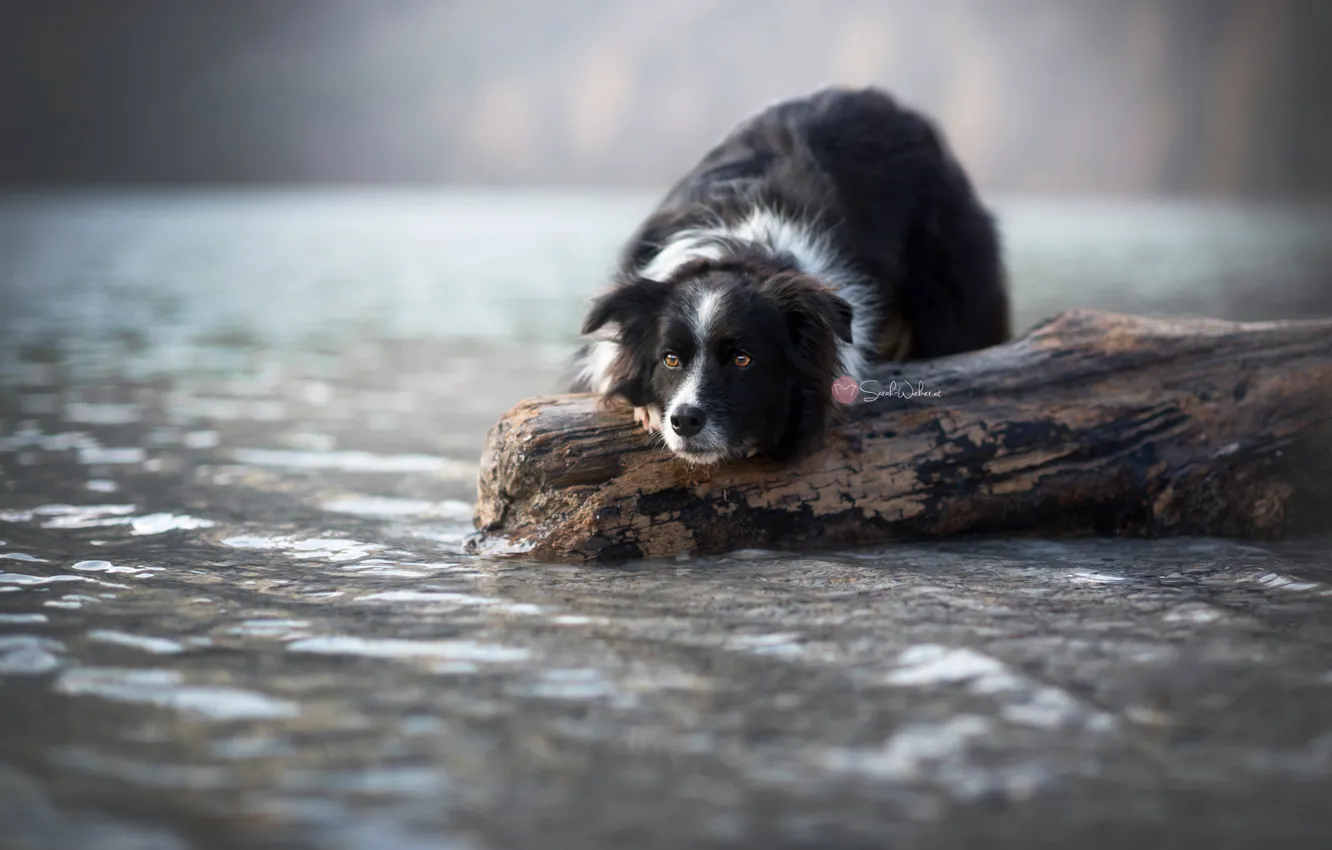 Photo wallpaper look, each, dog