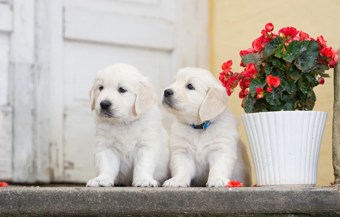 Photo wallpaper dogs, flower, puppies, a couple, twins, begonia