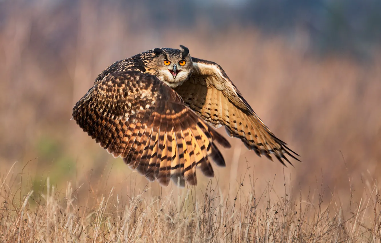 Photo wallpaper look, flight, owl