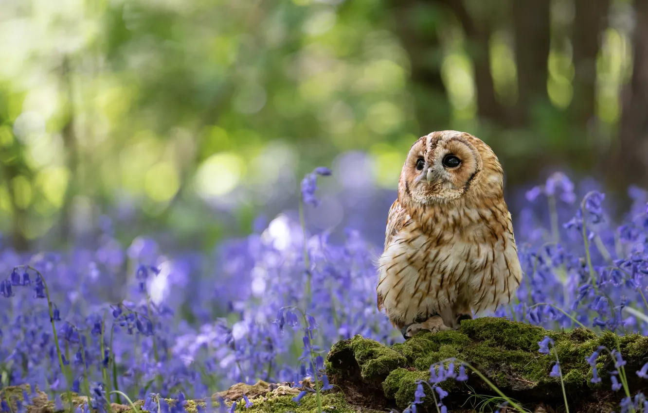 Photo wallpaper forest, light, flowers, nature, Park, owl, bird, glade