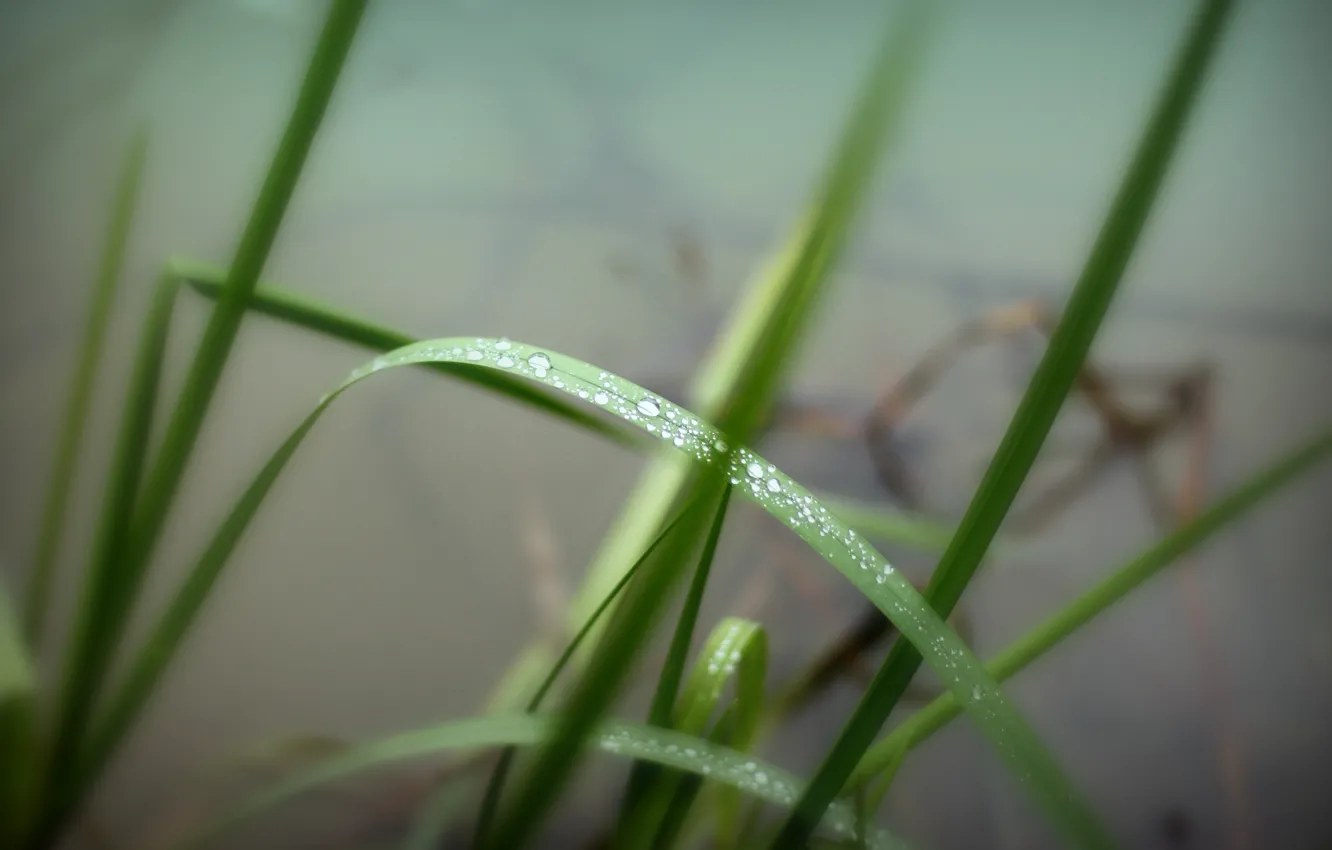 Photo wallpaper greens, grass, water, drops