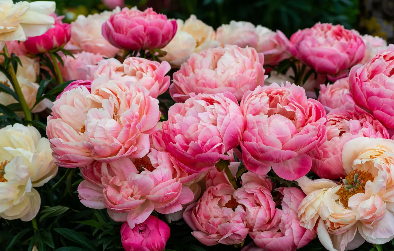 Photo wallpaper flowers, bouquet, pink, white, a lot, peonies, lush