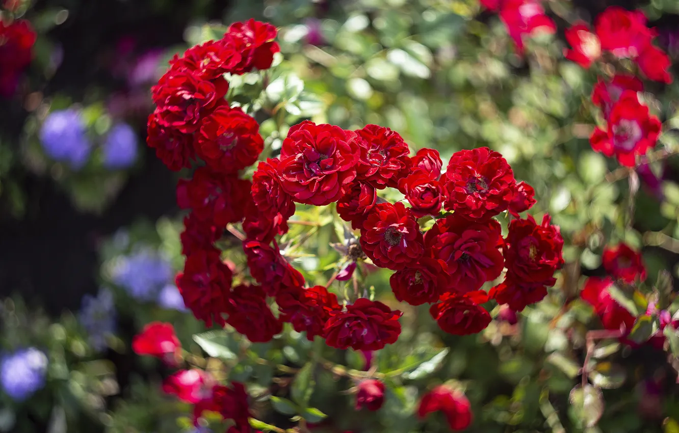 Photo wallpaper summer, leaves, light, flowers, branches, red, bright, roses