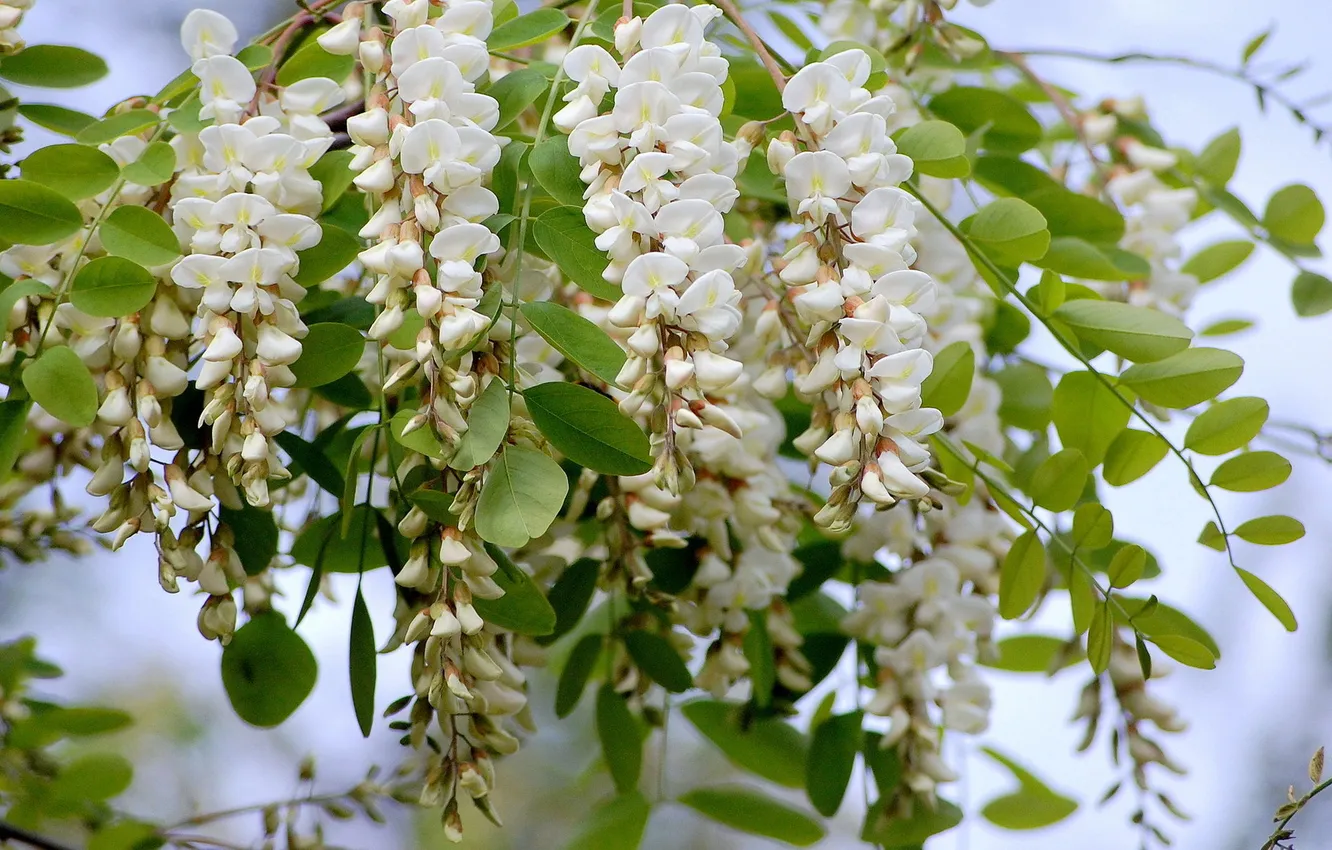 Photo wallpaper leaves, macro, acacia, inflorescence