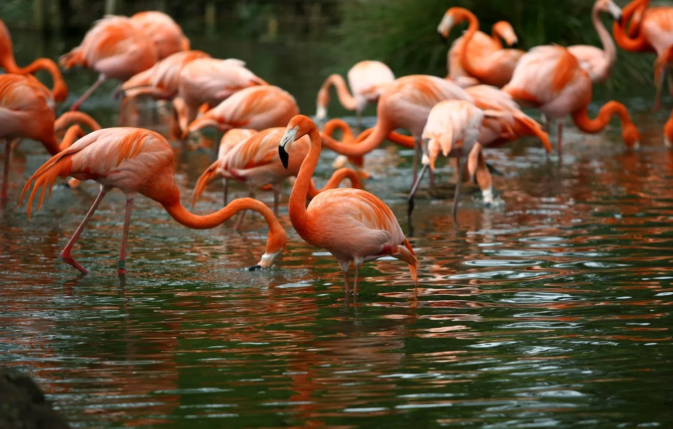 Photo wallpaper water, Flamingo, a lot