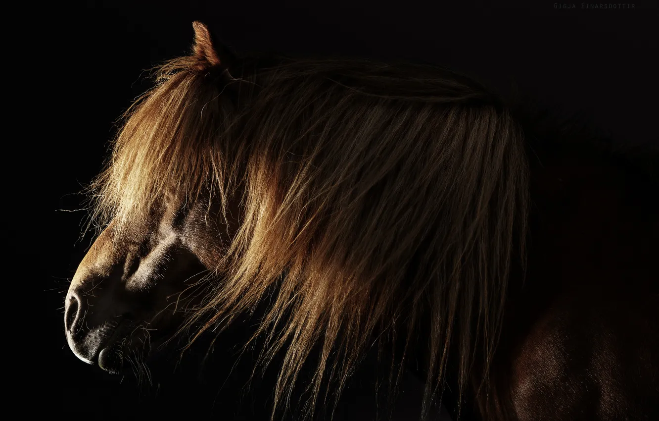 Photo wallpaper face, background, horse