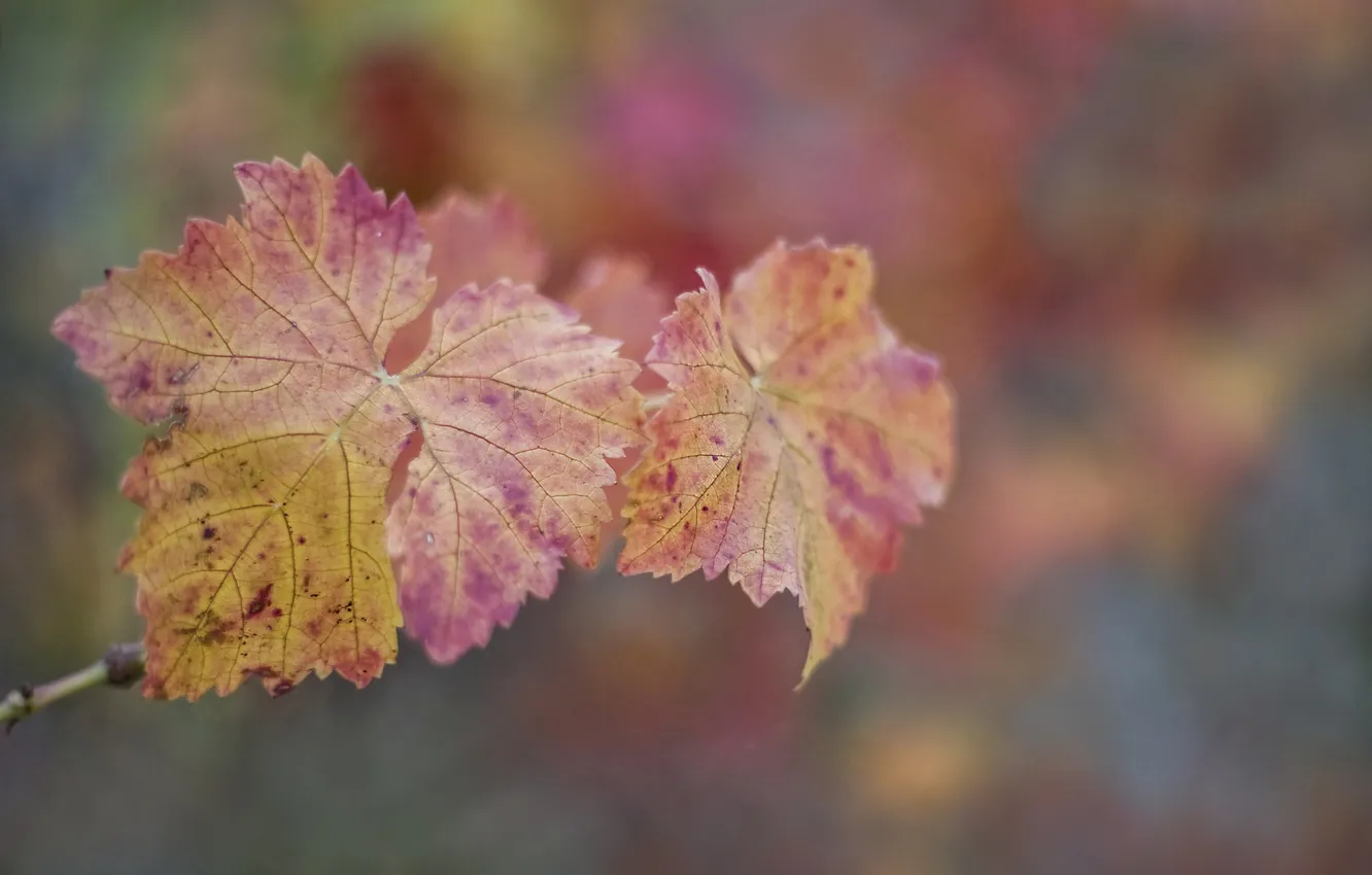 Photo wallpaper autumn, leaves, macro, grapes