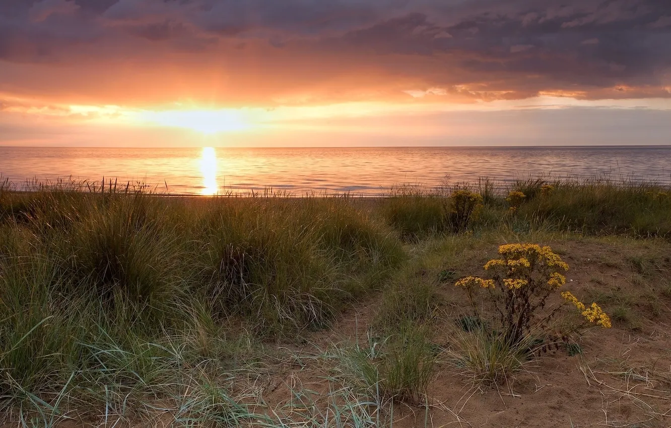 Photo wallpaper sea, grass, sunset, flowers, clouds, shore, horizon, field