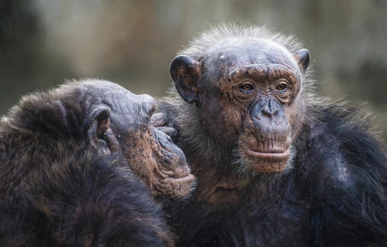 Photo wallpaper look, nature, monkey