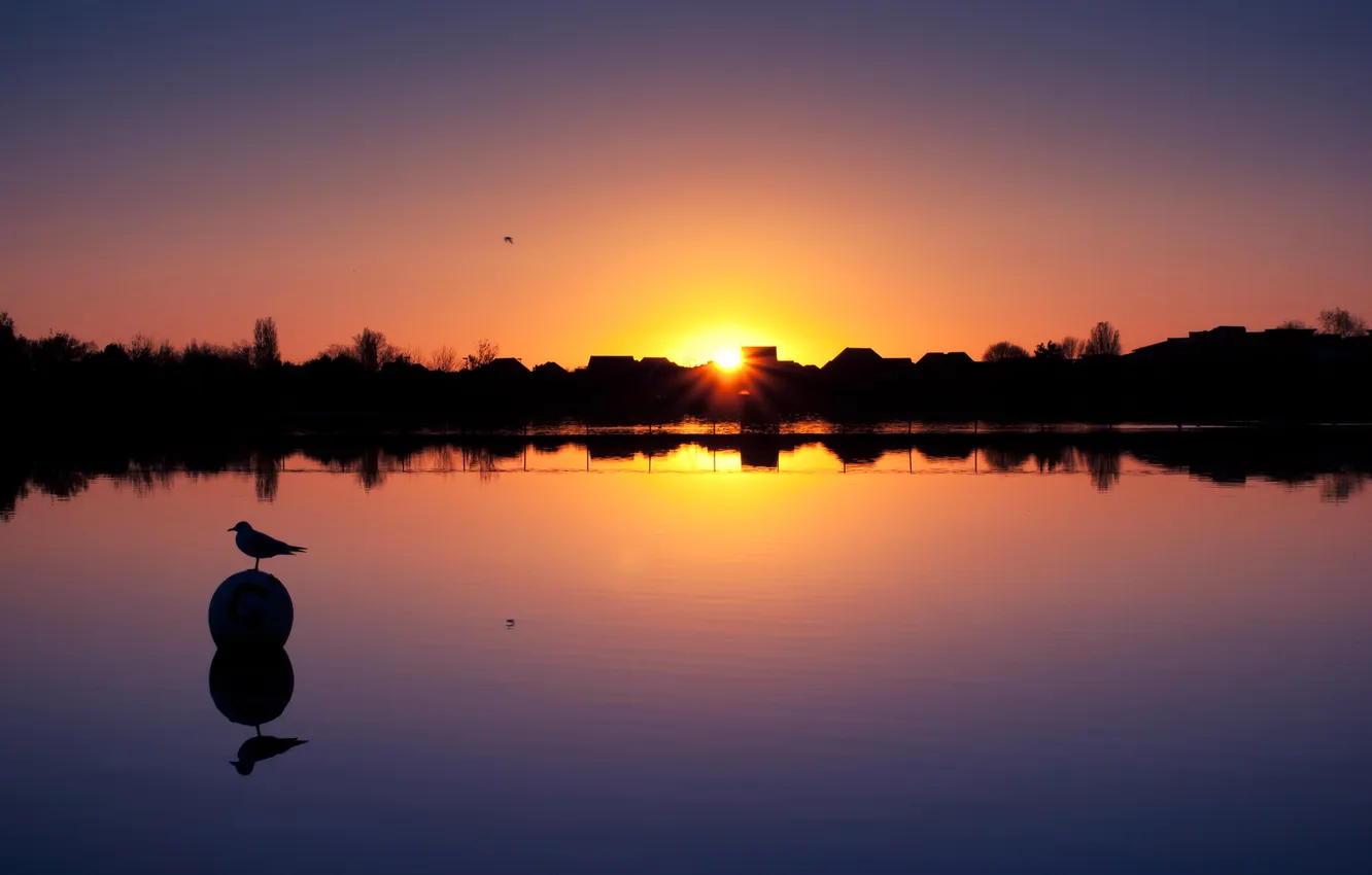 Photo wallpaper sunset, lake, bird