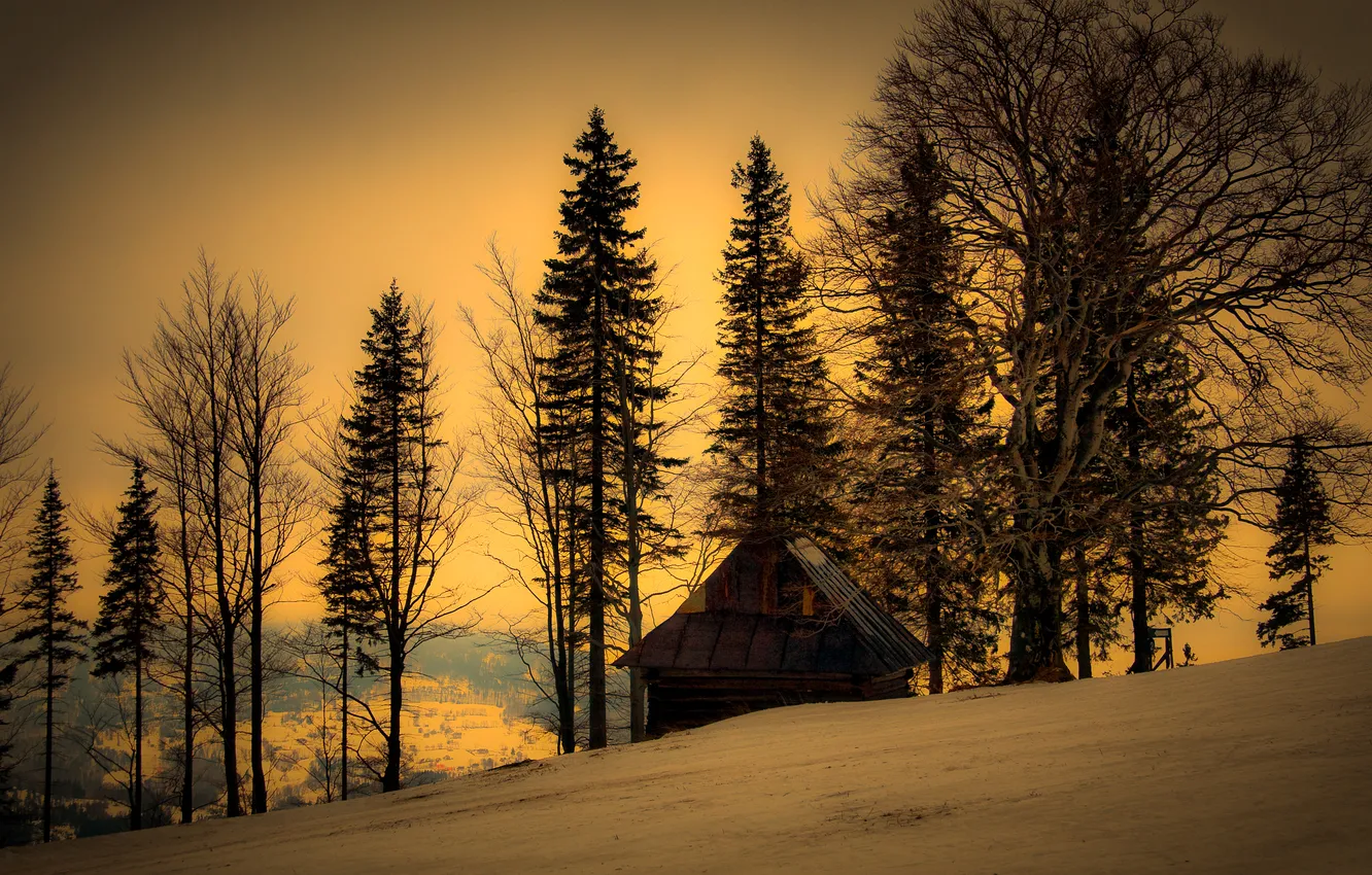 Photo wallpaper winter, trees, nature, home