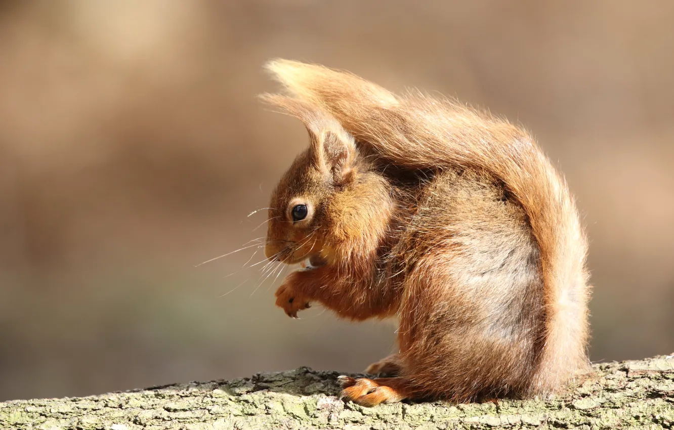 Photo wallpaper light, trees, pose, background, protein, beauty, tail, bark