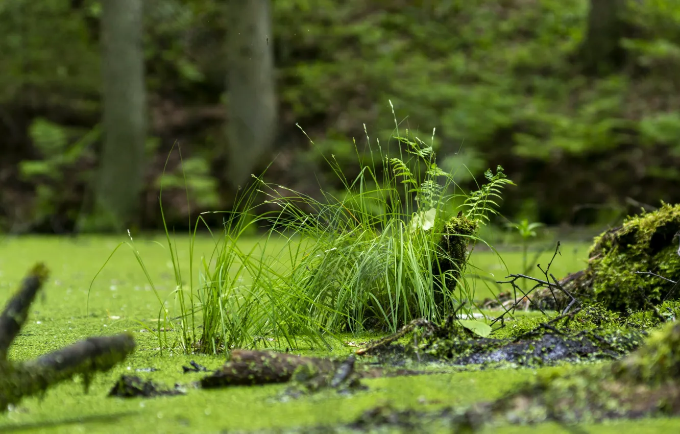 Photo wallpaper forest, grass, swamp, duckweed
