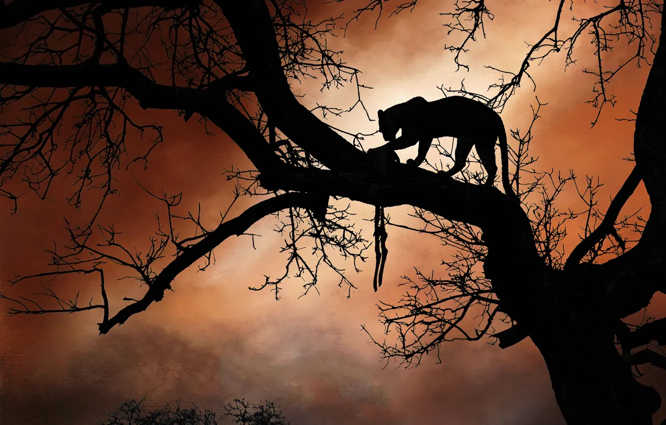 Photo wallpaper sunset, branches, fog, tree, silhouette, leopard, twilight, brown background