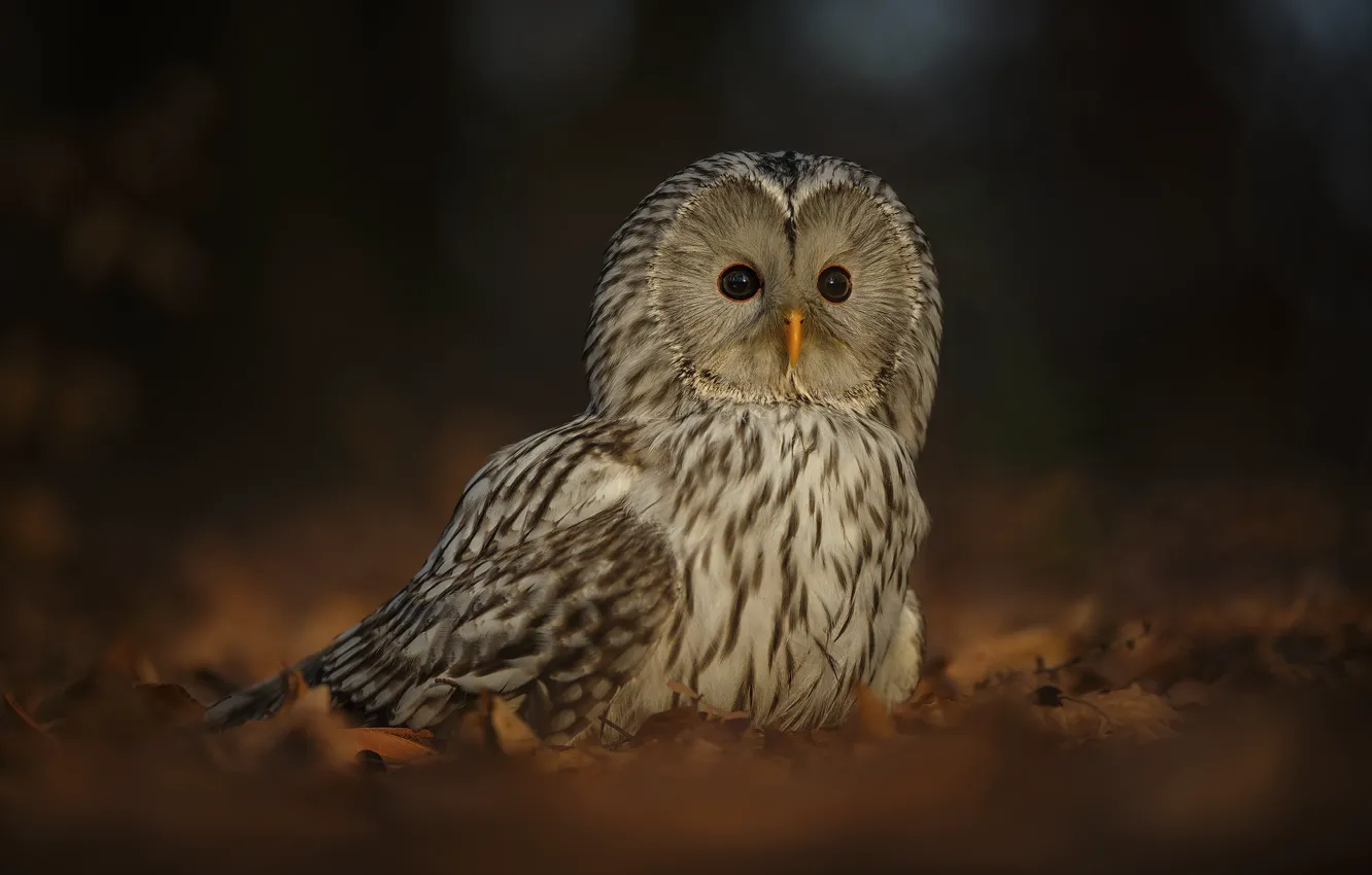 Photo wallpaper background, owl, bird, The Ural owl