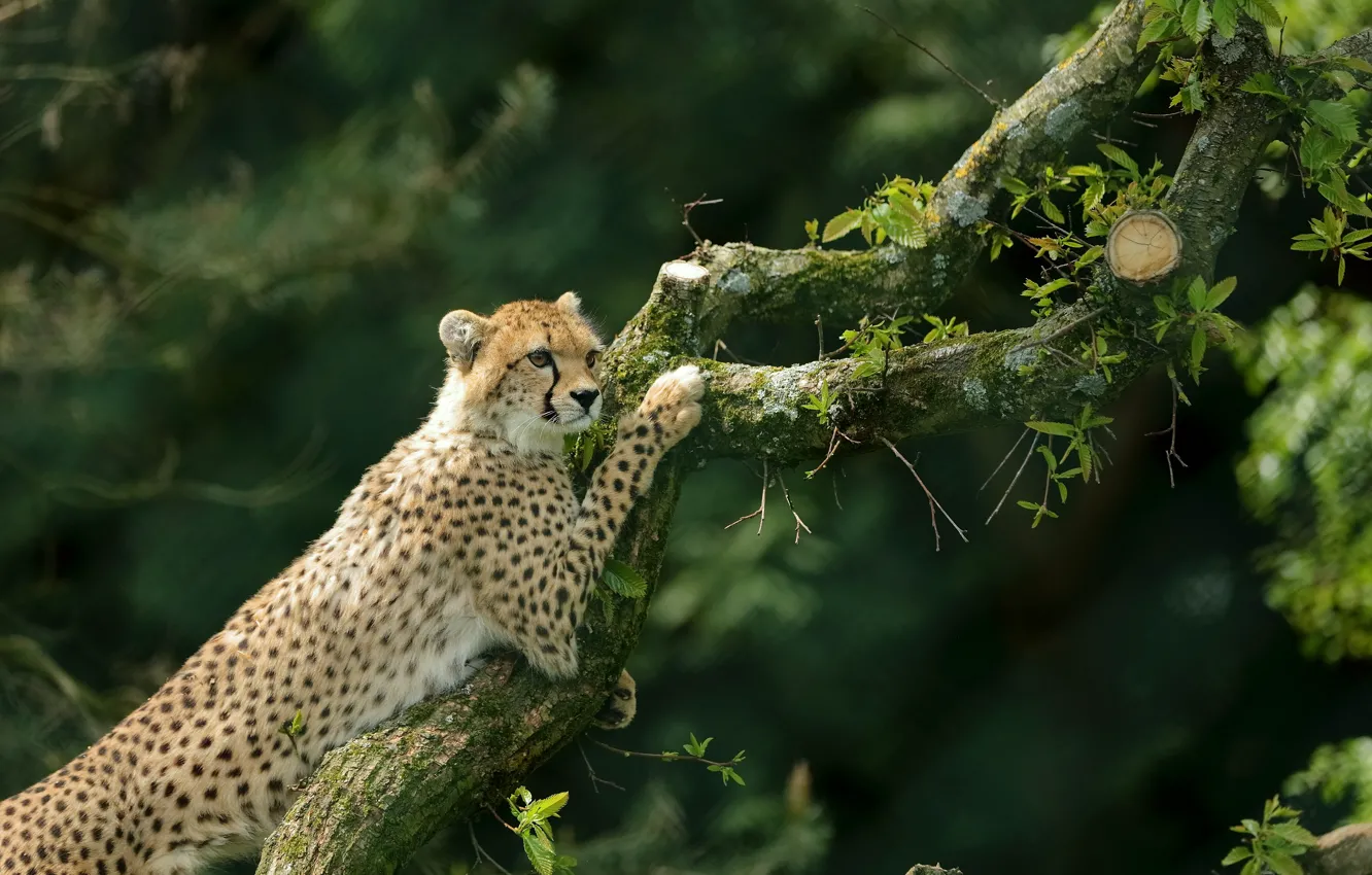 Photo wallpaper tree, Cheetah, wild cat