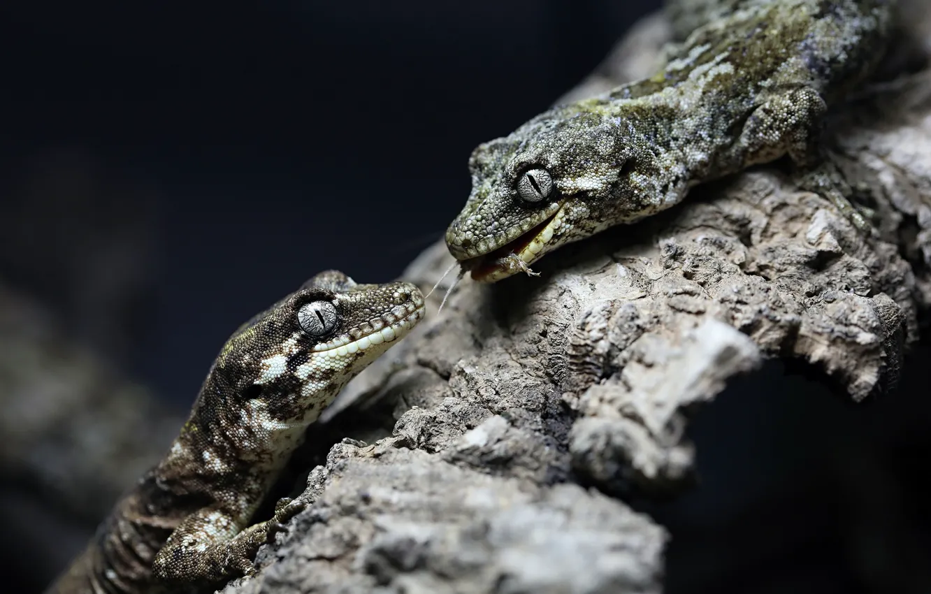 Photo wallpaper look, pose, the dark background, grey, two, lizard, mouth, pair