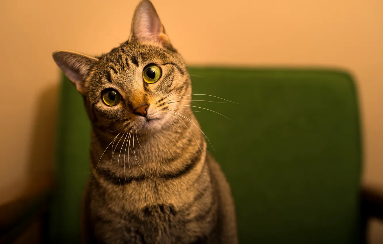 Photo wallpaper cat, cat, look, grey