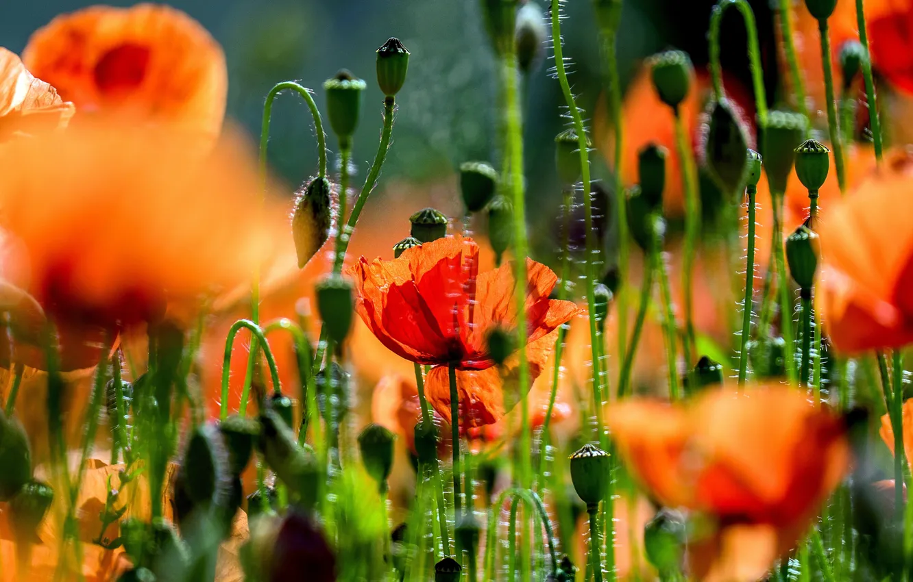 Photo wallpaper field, summer, light, flowers, red, background, glade, Mac