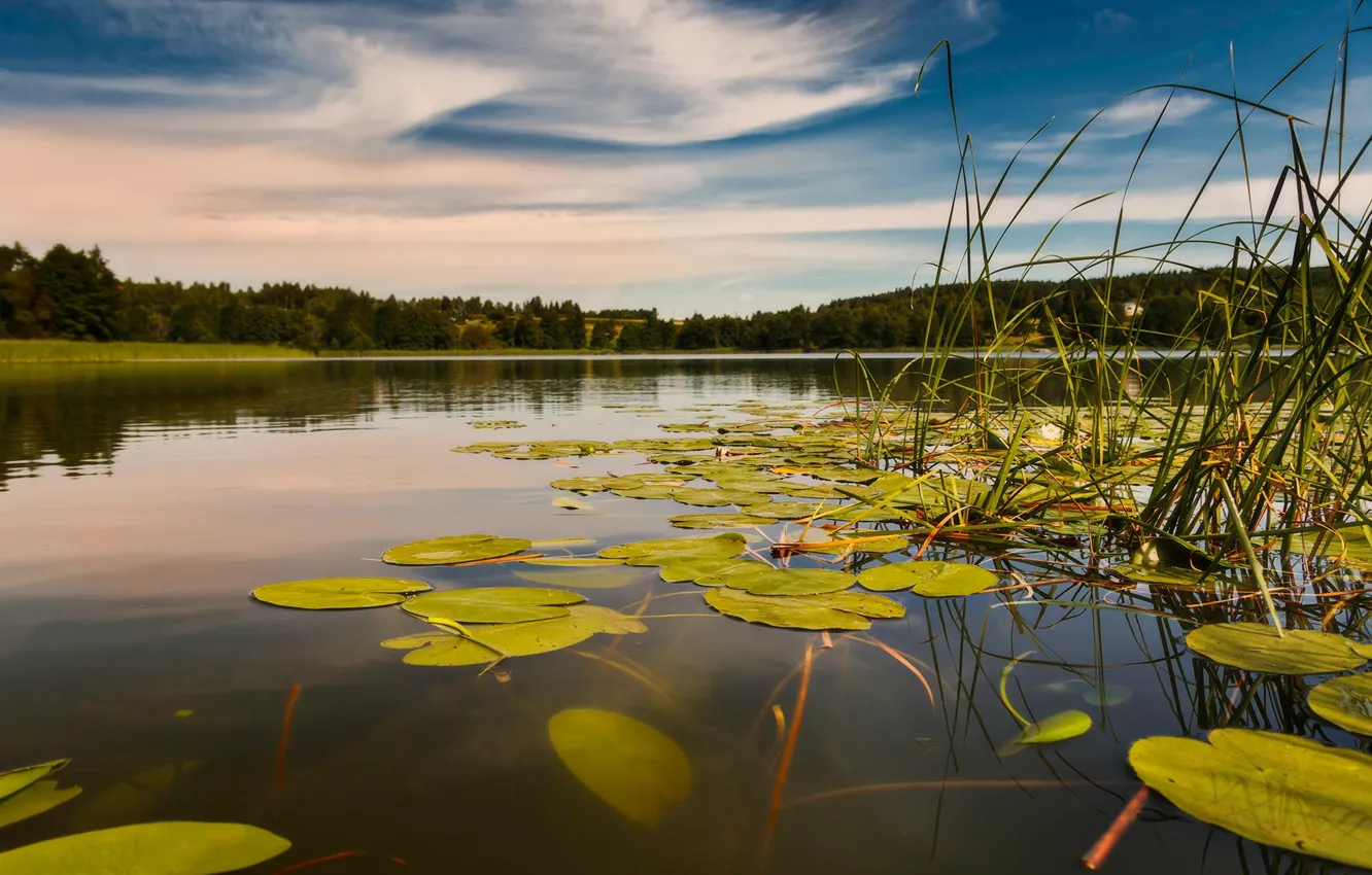 Photo wallpaper forest, grass, leaves, clouds, lake, pond, pond, water lilies