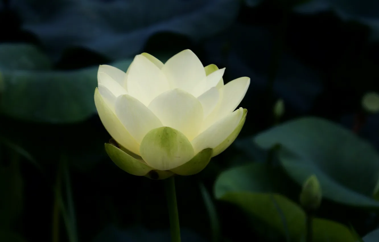Photo wallpaper white, leaves, pond, Lotus, water Lily