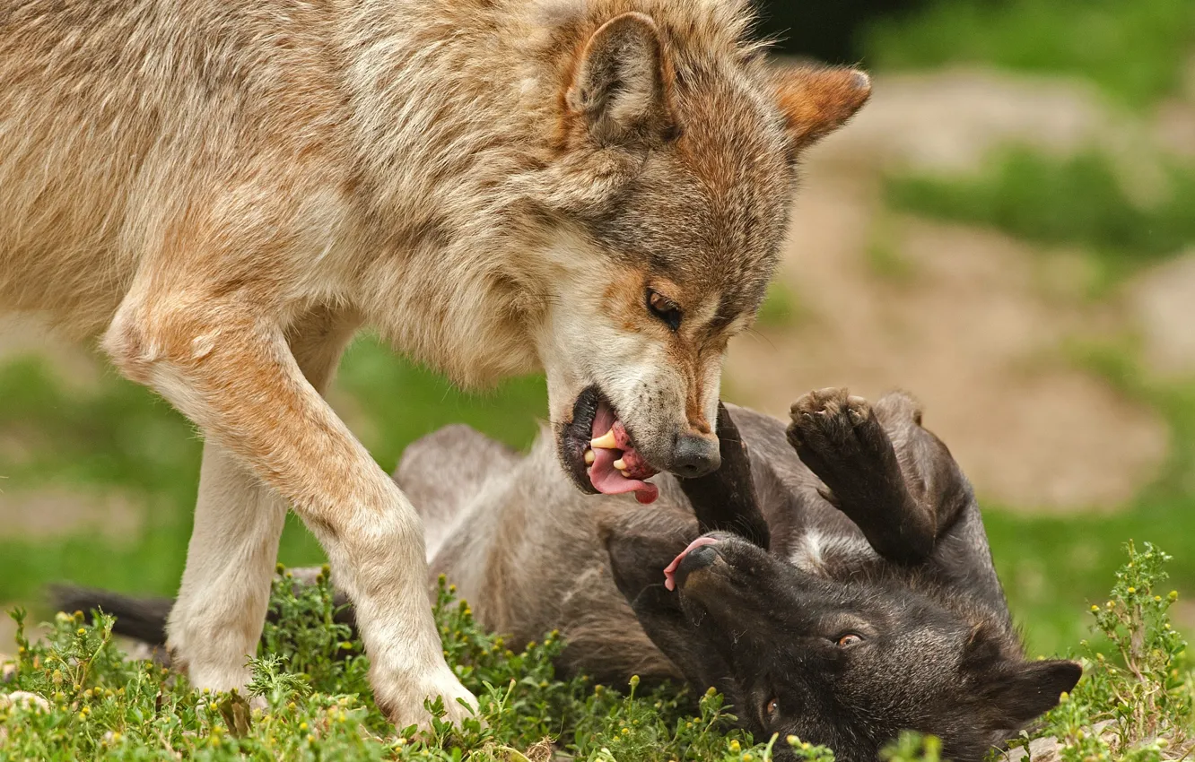 Photo wallpaper Predator, nature, animal, wolf, wildlife, portrait, portrait., Canis lupus. face