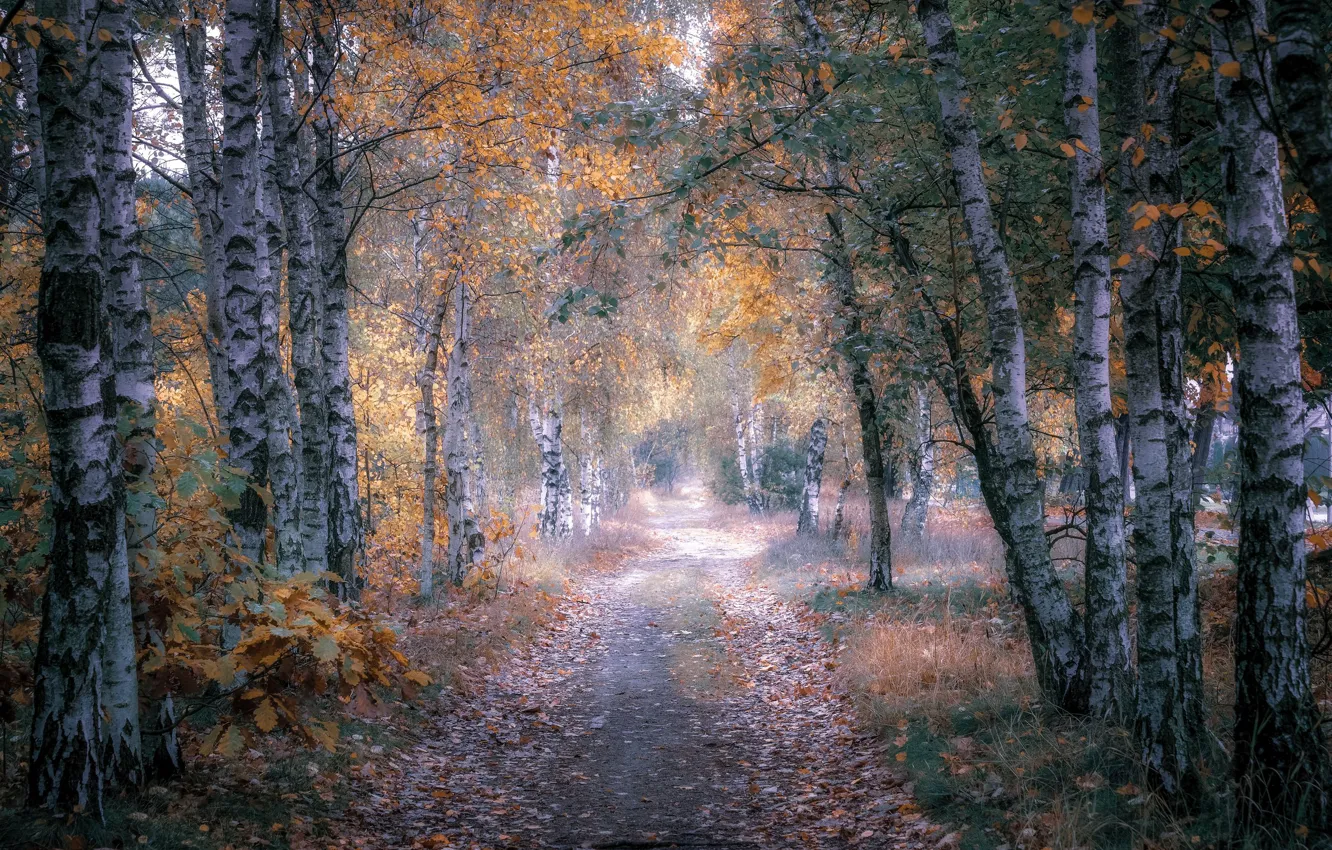 Photo wallpaper birch, Park, branch, road, trees, path, foliage, haze