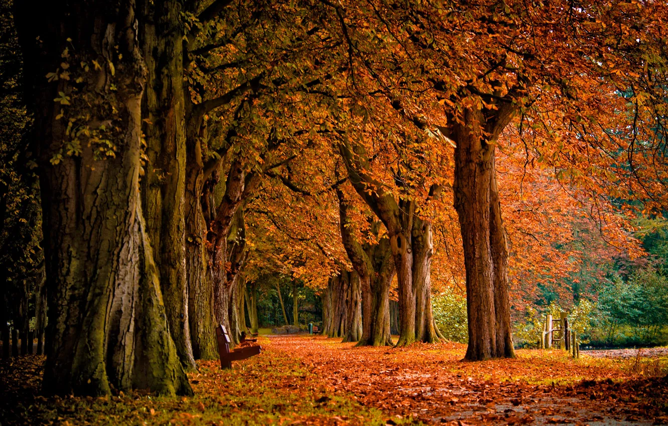 Photo wallpaper autumn, forest, leaves, trees, landscape, nature, Park, shop