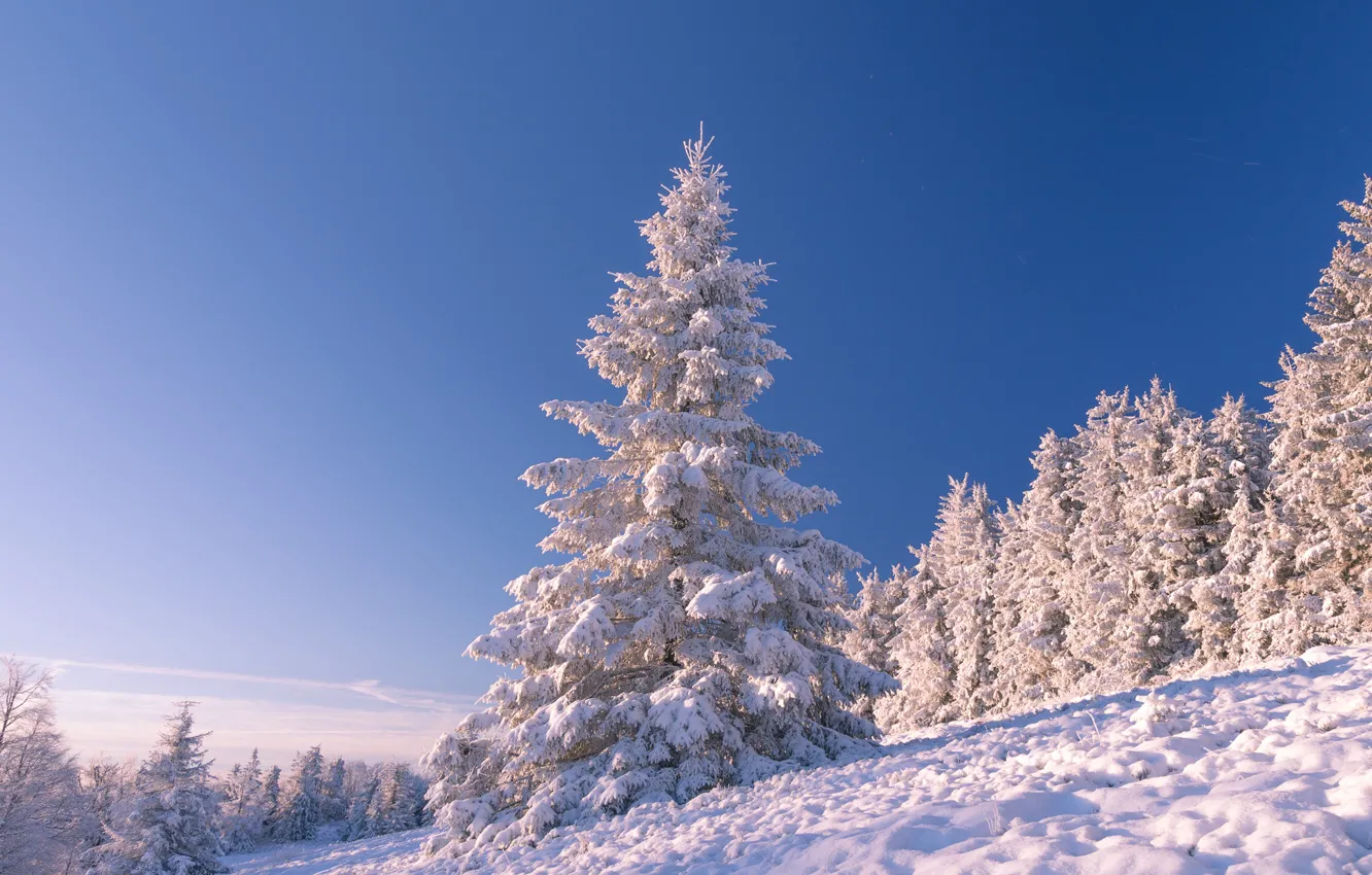 Photo wallpaper winter, the sky, snow, trees, landscape, nature, slope