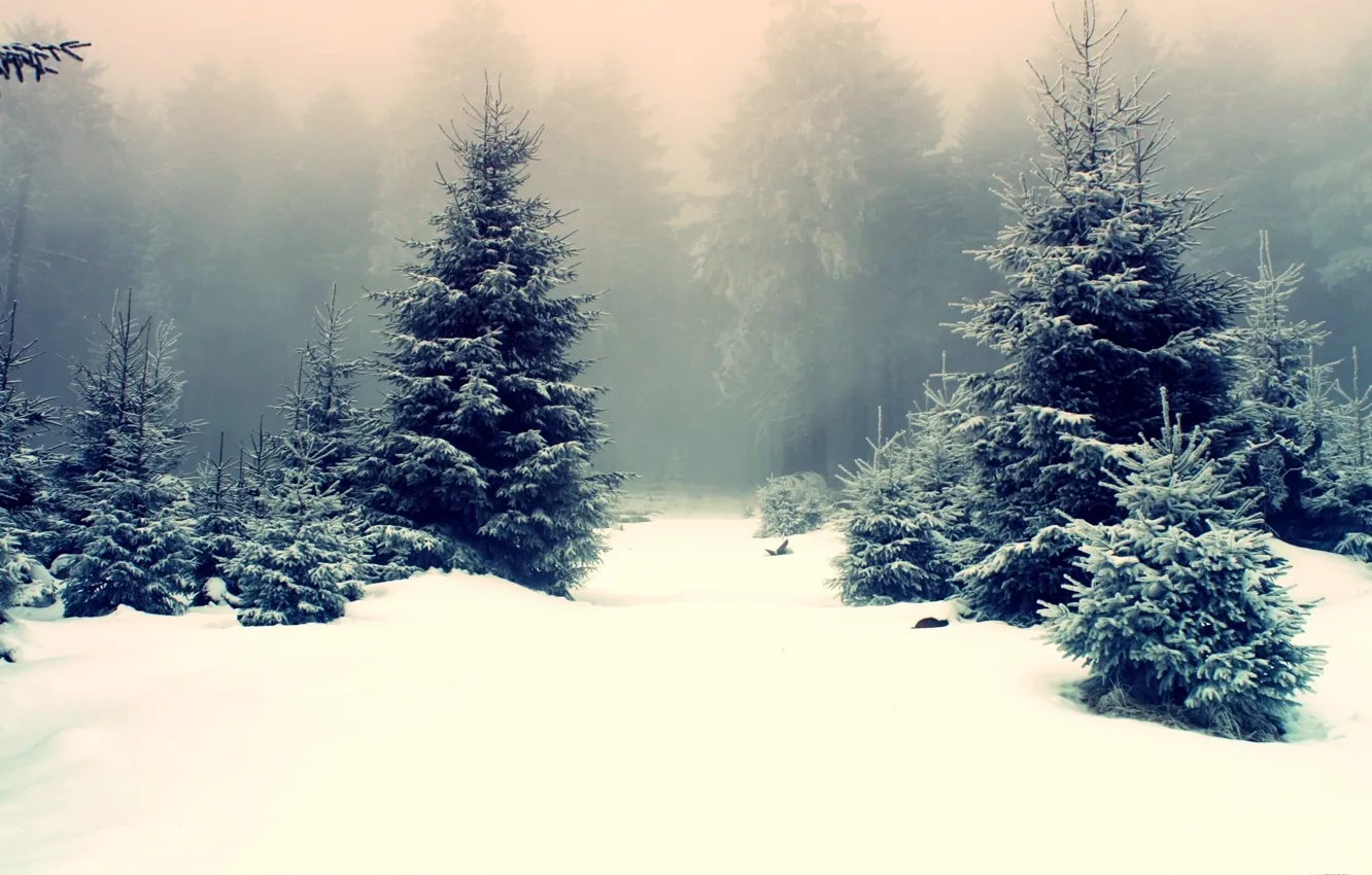Photo wallpaper winter, nature, forest snow around