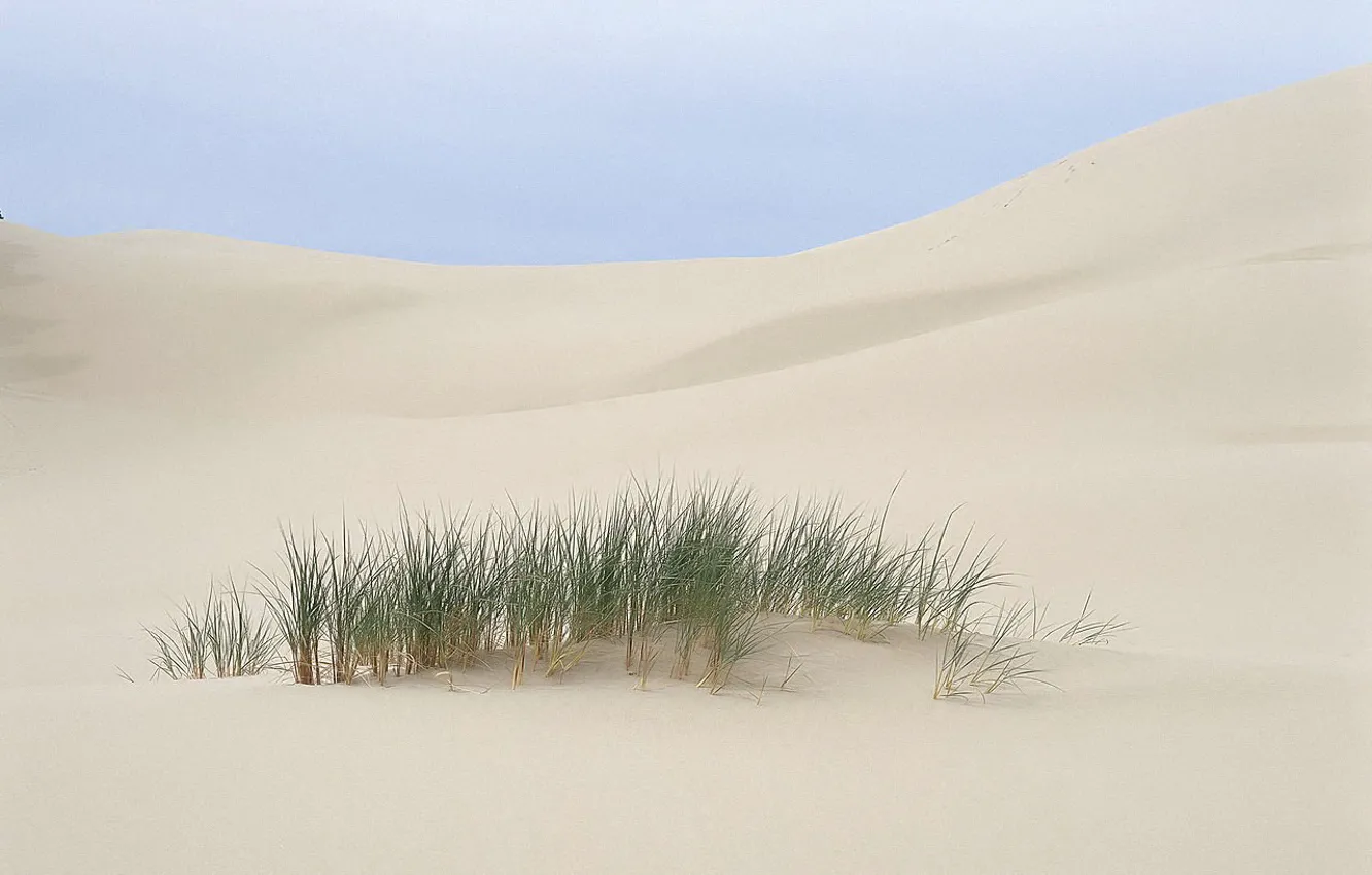 Photo wallpaper sand, grass, Desert