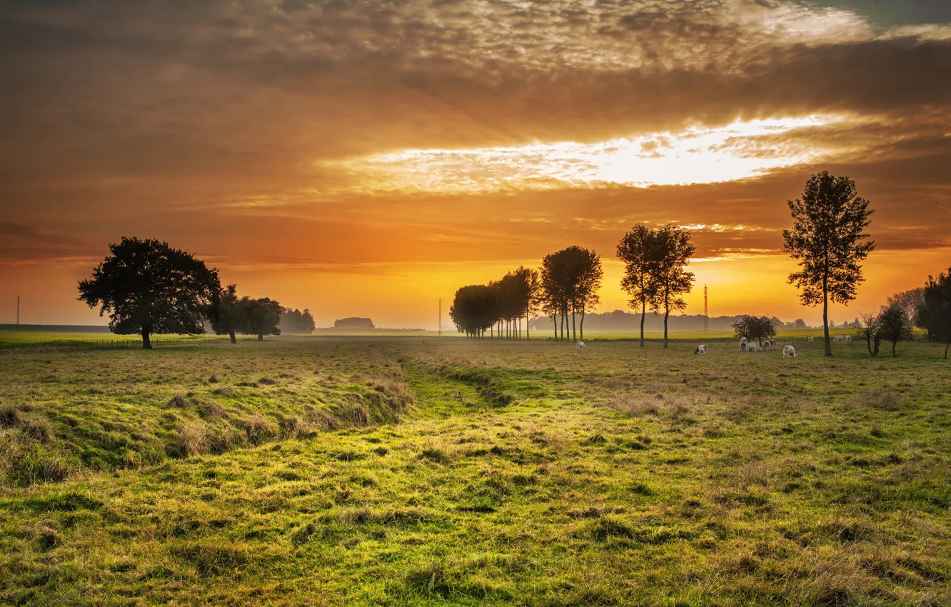 Photo wallpaper the sky, trees, dawn, cows, meadow