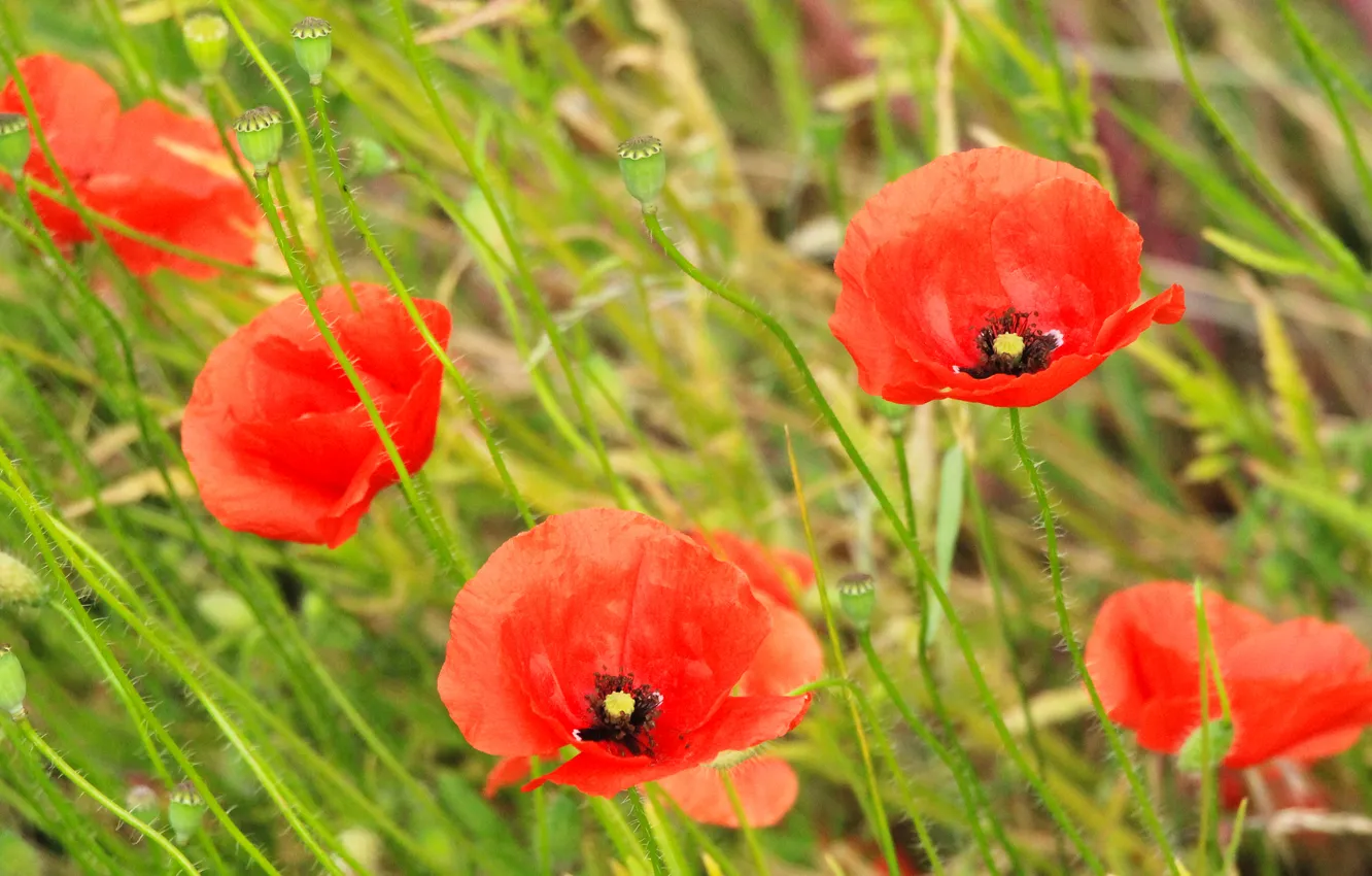 Photo wallpaper red, flower, poppy
